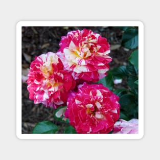 Three Carnations Magnet