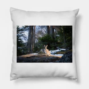 Lepus europaeus in the forest Pillow