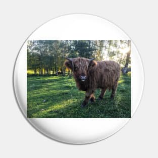 Scottish Highland Cattle Calf 2119 Pin