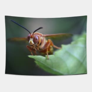 Closeup of a Cicada Killer Tapestry