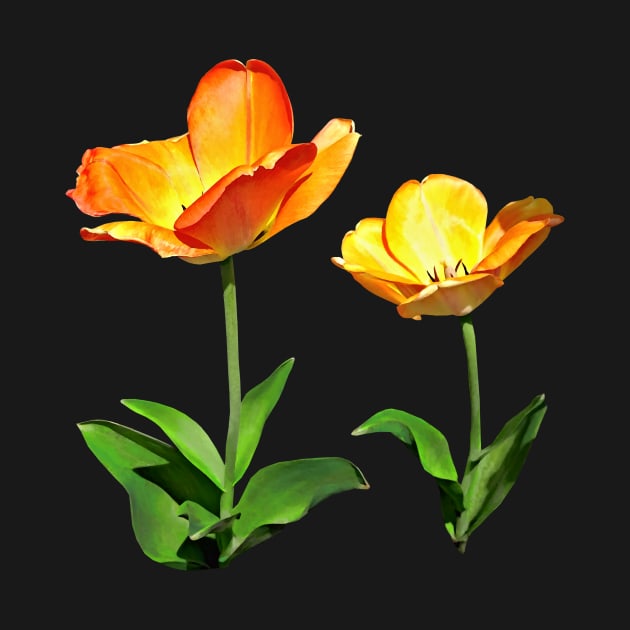 Tulips Tall and Short by SusanSavad