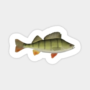 European Perch Magnet