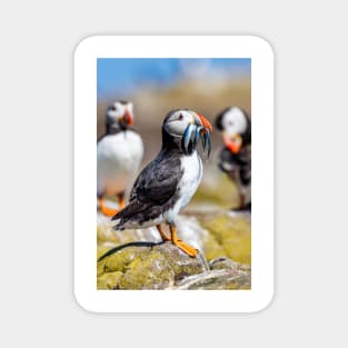 Atlantic Puffin with Sand Eels Magnet