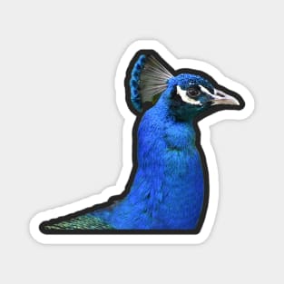 Peafowl Magnet