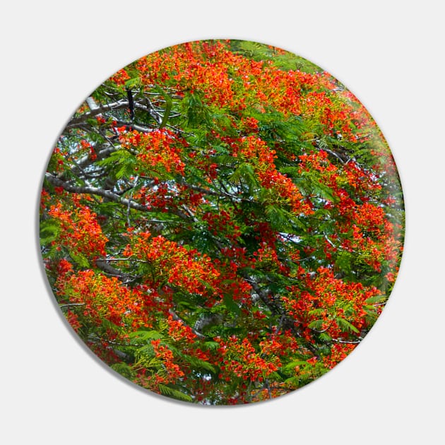 Royal Poinciana Flowering Tree Pin by SafariByMarisa