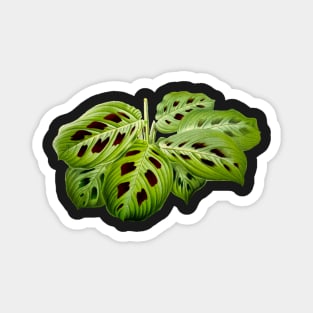 Maranta leuconeura var. kerchoveana - Botanical illustration Magnet