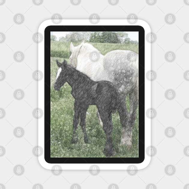 Percheron Colt And Mare In Pasture Digital Art Magnet by ConniSchaf