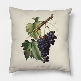 Black Grape Antique Botanical Illustration Pillow