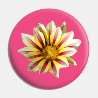 yellow red pink flower, blooming flowers, blossom, Pin