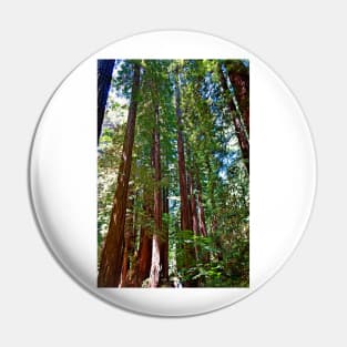 Muir Woods Study 16 Pin