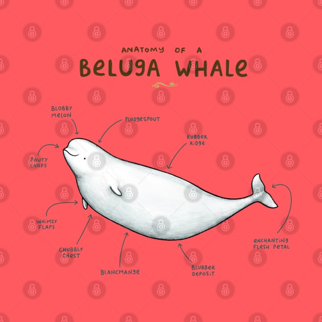 Anatomy of a Beluga Whale by Sophie Corrigan
