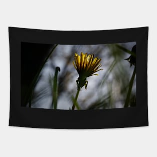 Back-lit Dandelion Flower Tapestry