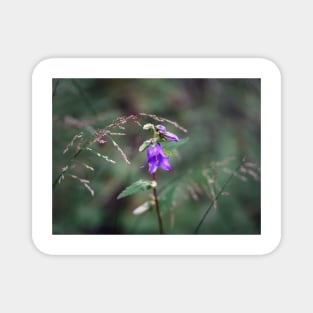 Violet bellflower Magnet