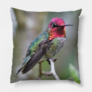 Adult Male Anna's Hummingbird in the Plum Tree Pillow