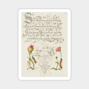 Antique 16th Century Calligraphy with Rose, Daisy, and Wasp Magnet