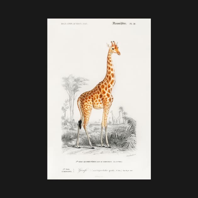 Giraffe (Giraffa camelopardalis) by Melty Shirts