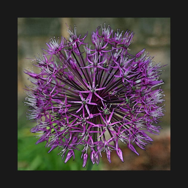 Allium by RedHillDigital