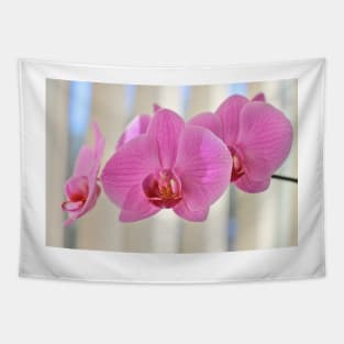 Pink Moth Orchid Tapestry