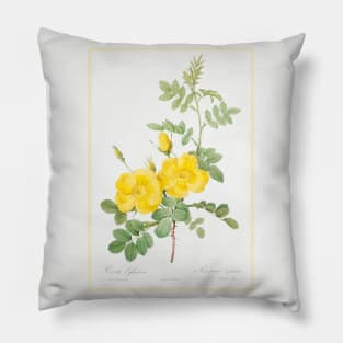 Sweetbriar Rose Pillow