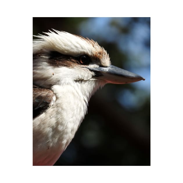 Kookaburra by kirstybush