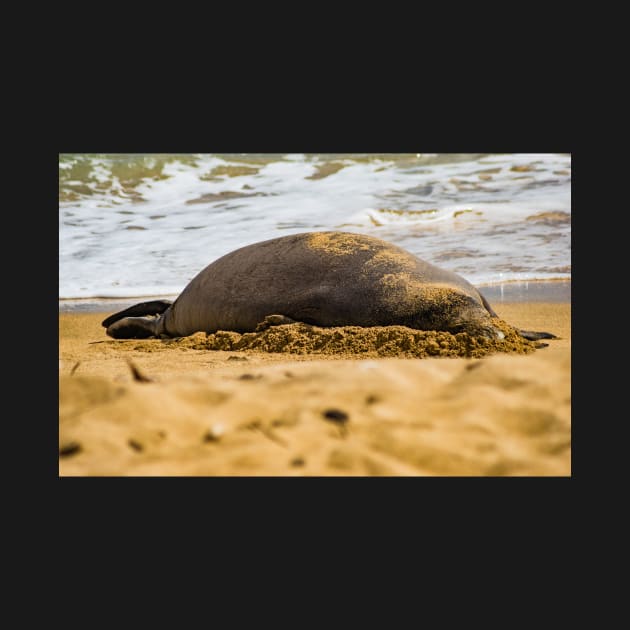 Monk seal 1 by KensLensDesigns