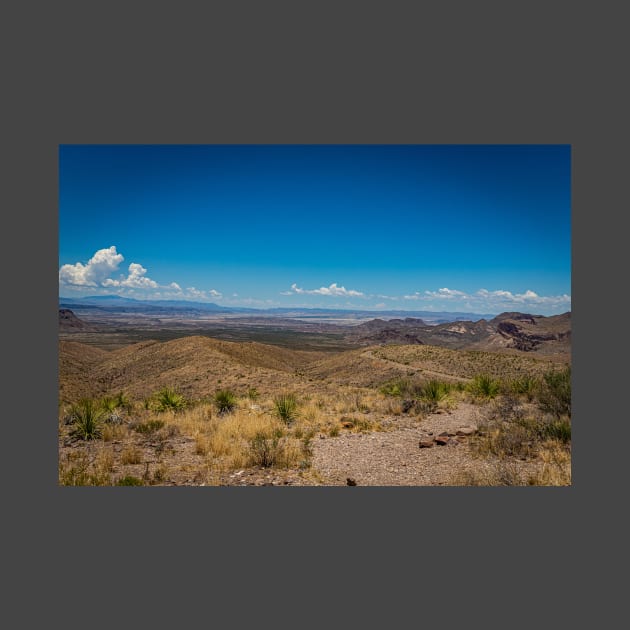 Sotol in the Chihuahuan Desert by Gestalt Imagery