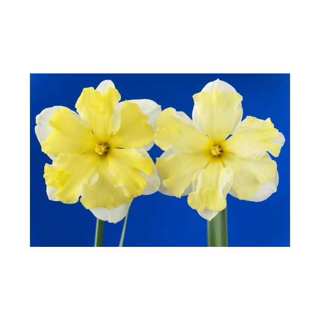 Narcissus  &#39;Cassata&#39;  Daffodil  Division 11a Split-corona: Collar by chrisburrows