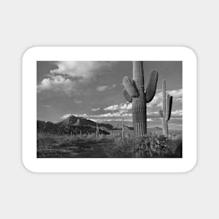 Saguaro And Teddybear Cholla Cacti And The Picacho Mountains Magnet