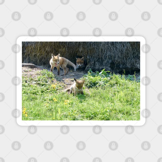 Baby fox Magnet by Wolf Art / Swiss Artwork Photography