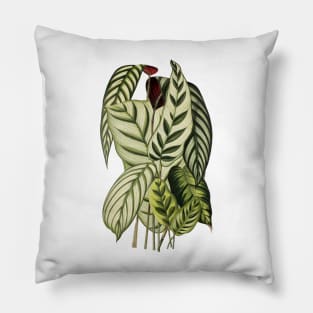 Assorted Prayer plants - Belgique horticole, journal des jardins et des vergers - Botanical Illustration Pillow