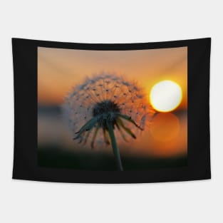 Dandelion Sunset Collins Cove Tapestry