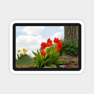 Tulipfire on the horizon Magnet