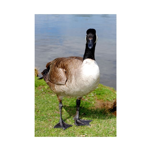 Canada Goose Canadian Geese Wild Bird by AndyEvansPhotos