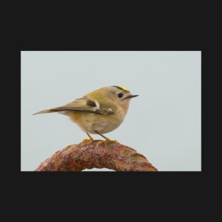 Goldcrest T-Shirt