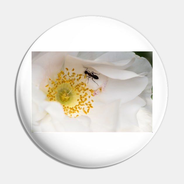 Ant On Rose Petals Pin by Robert Alsop