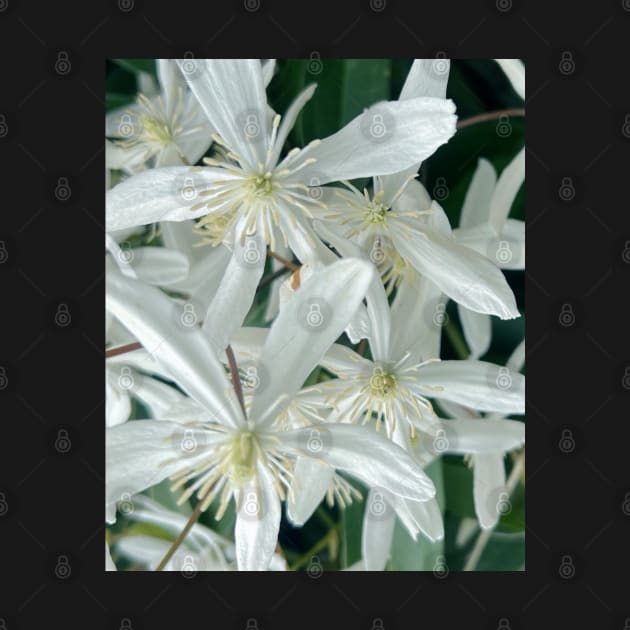 Clamoring Clematis by Photomersion