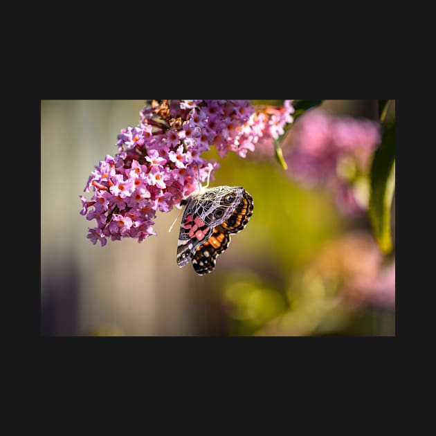 American Lady Butterfly by blossomcophoto