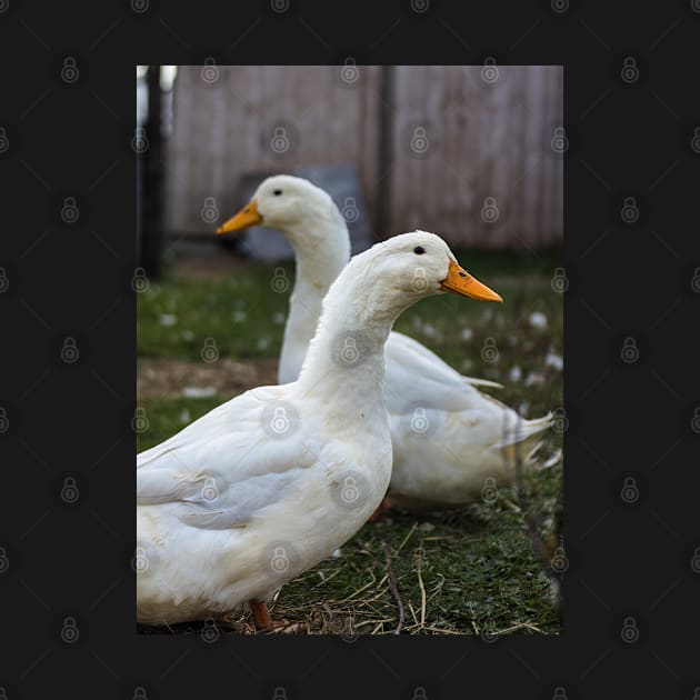 Two White Inseparable Ducks at the Farm by Family journey with God