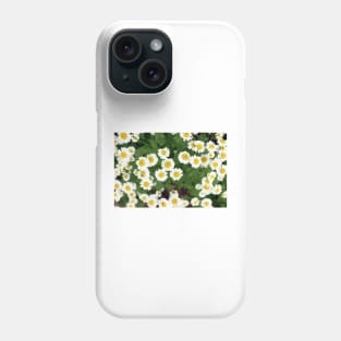 chamomile flowers Phone Case