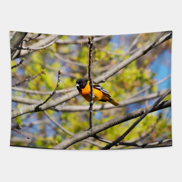 Baltimore Oriole Perched On A Tree Branch Tapestry by BackyardBirder