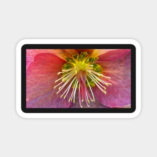 photographic closeup view of a single glowing vivid floral fantasy with delicate and intricate stamens against a black background Magnet