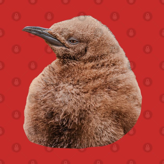 Cute baby King Penguin by dalyndigaital2@gmail.com