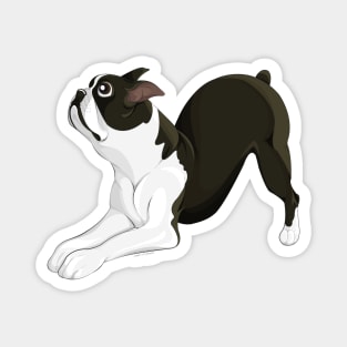 Cute cartoon Boston Terrier Magnet