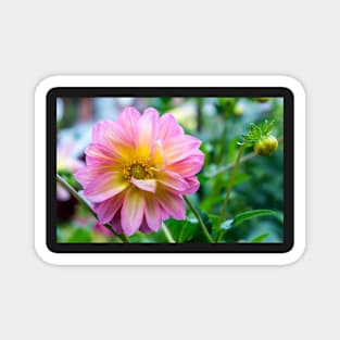 Pink Dahlia flower Magnet