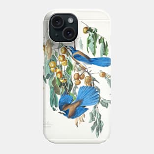 Florida Jay from Birds of America (1827) Phone Case