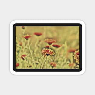 Marigold field, nostalgic altered photography Magnet