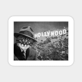 Gentleman Kitten in Hollywood Magnet