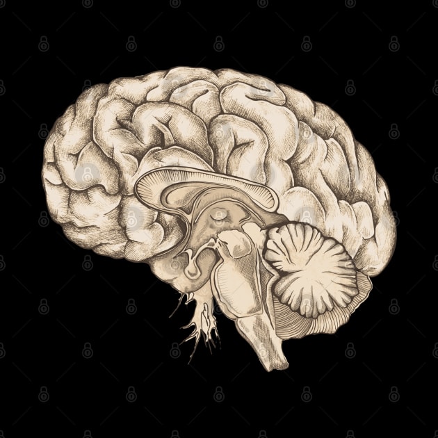 Brain human anatomy vintage mental by Collagedream