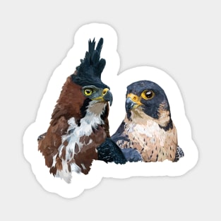 Crested Eagle and Peregrine Falcon Magnet