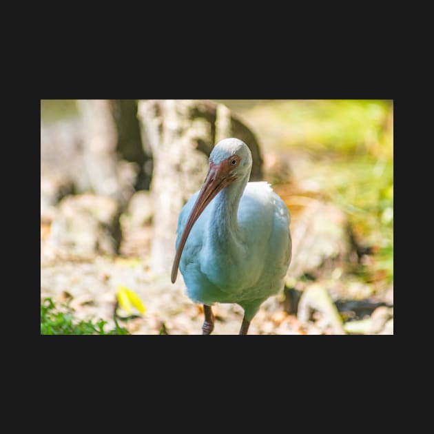 American white ibis by KensLensDesigns